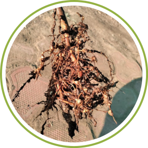 For Nematodes Managment