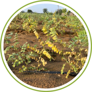 For Soil-borne, Foliar & Viral Diseases