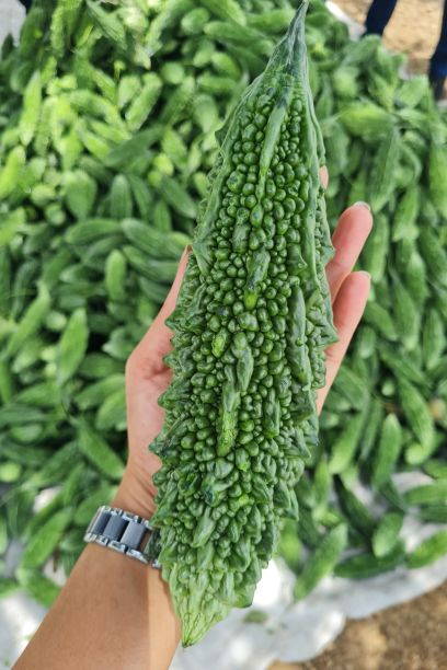bitter gourd pfs