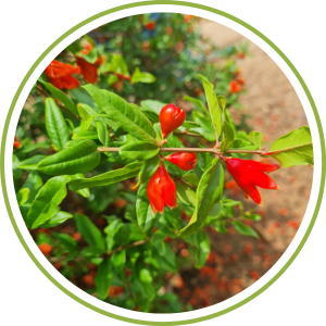 BRIX, More Flower & Fruit Setting