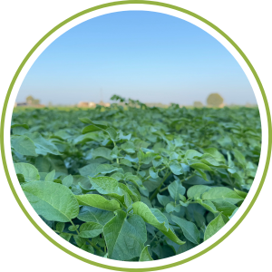 To <br>Enhance Photosynthesis